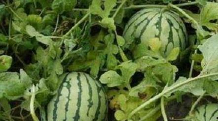 在路边学习吃瓜,揭秘路边学习吃瓜的趣味时光