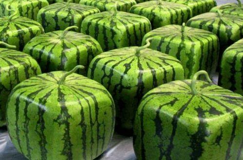 漳州吃瓜全中国,吃瓜全中国，品味闽南风味