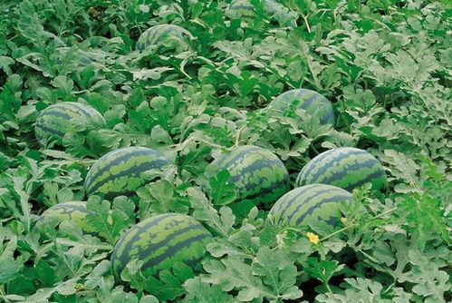 闰土瓜田吃瓜群,一场别开生面的吃瓜群欢乐盛宴