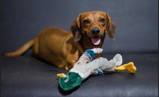 狗可以吃切瓜吗怎么吃