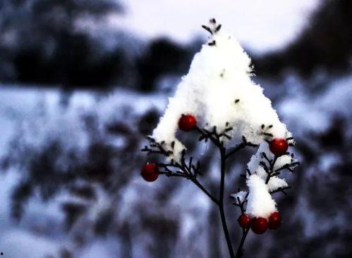 吃瓜看雪全文,一场别开生面的冬日盛宴