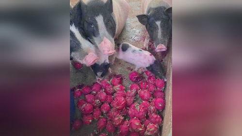 喂猪吃瓜视频大全,趣味视频大全集锦