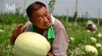 吃瓜用图,揭秘网络热议背后的真相