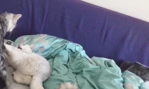 吃瓜喵喵反光,揭秘网络红人的神秘魅力