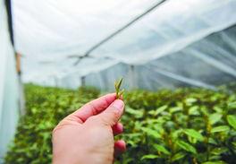 杭州龙井村吃瓜,品味传统与休闲的完美融合