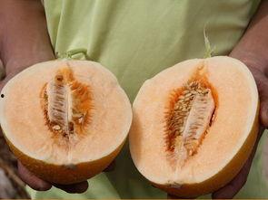 吃蜜瓜几个叶厂子留瓜,叶厂子巧留瓜，甜蜜滋味满园香